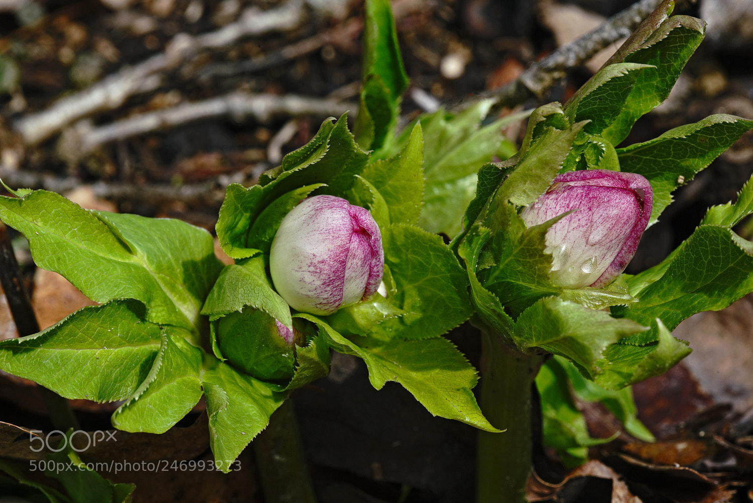 Sony a7R II sample photo. Hellebores photography