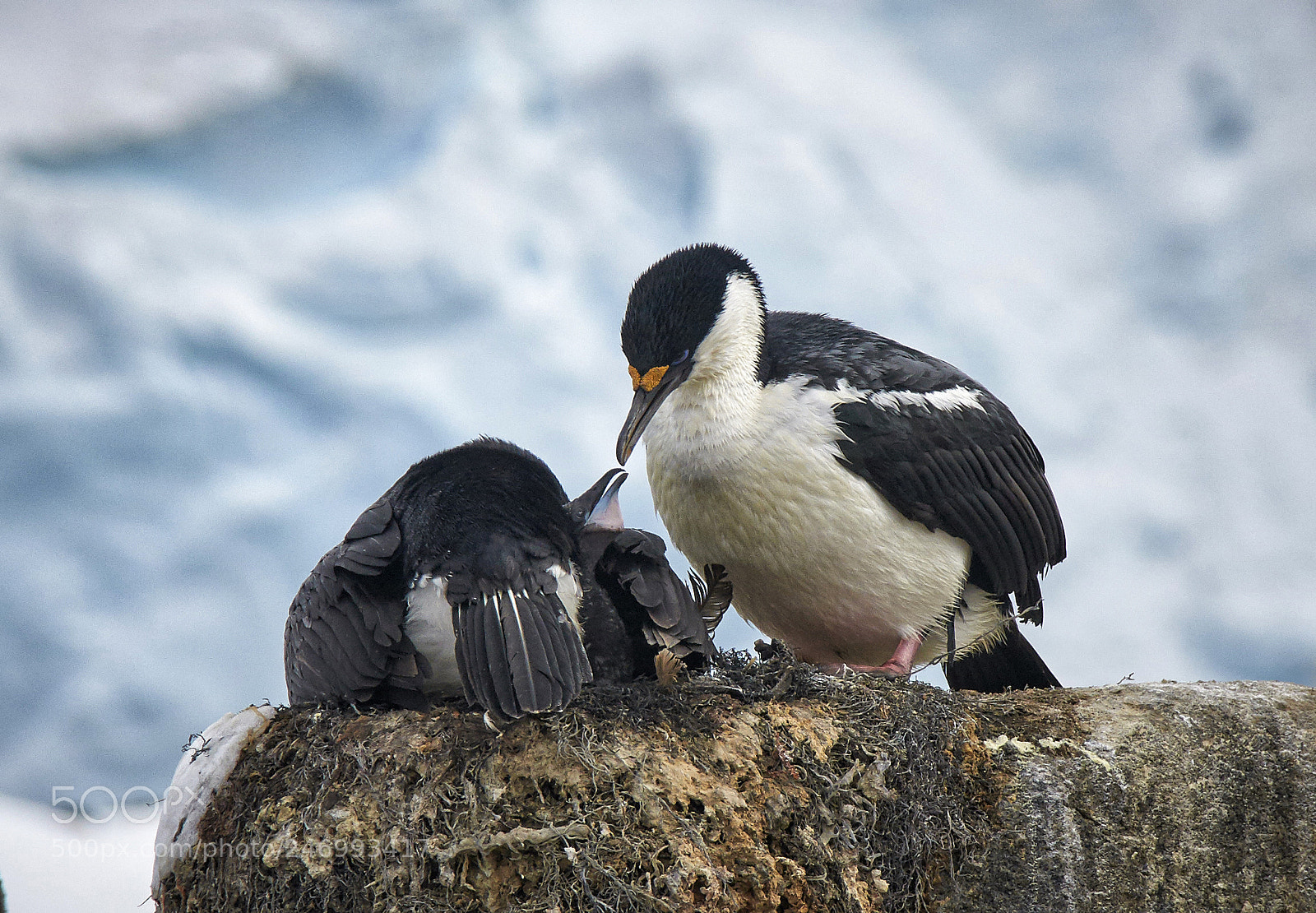 Nikon D90 sample photo. Chicks time photography