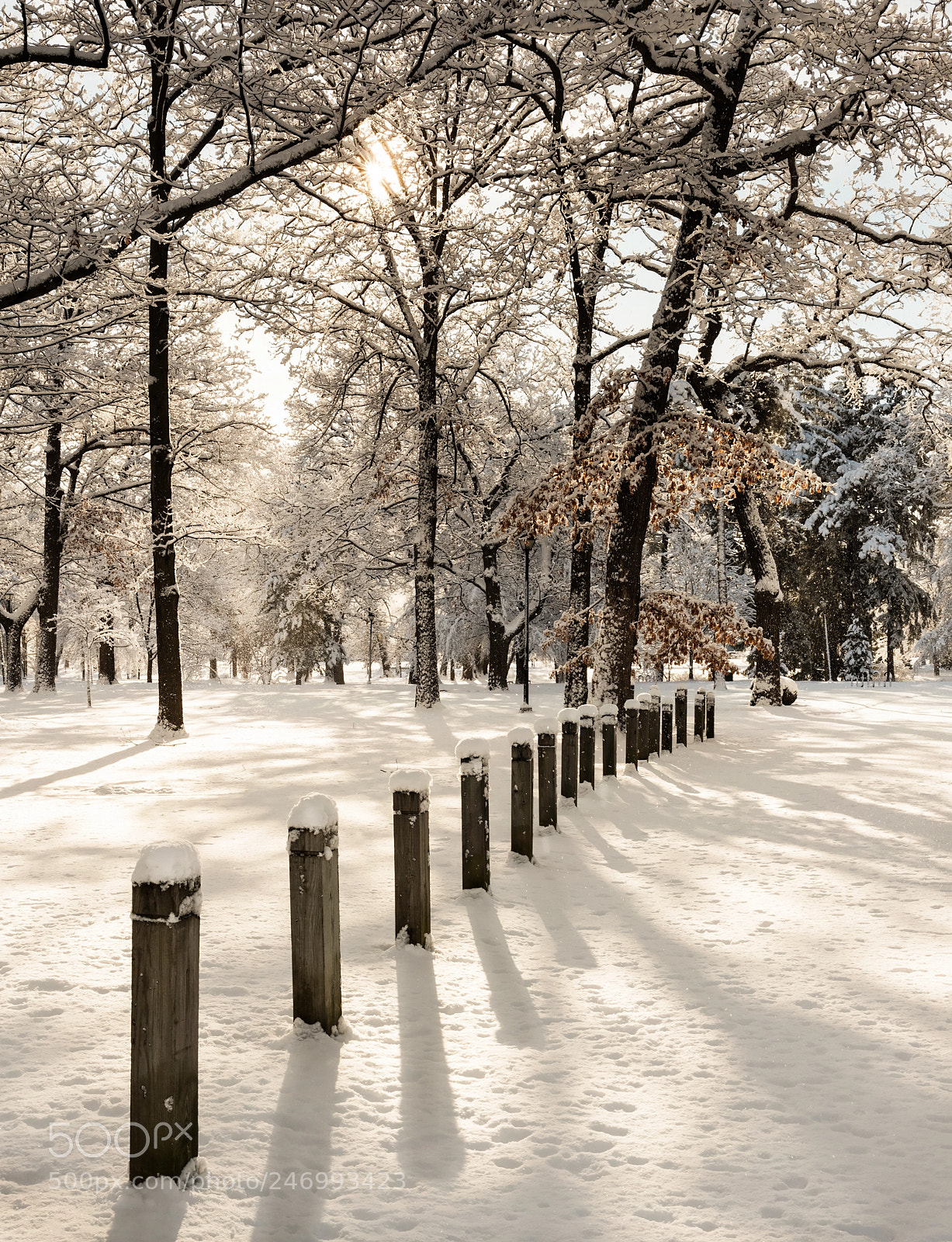 Nikon D810 sample photo. Snowy morning photography