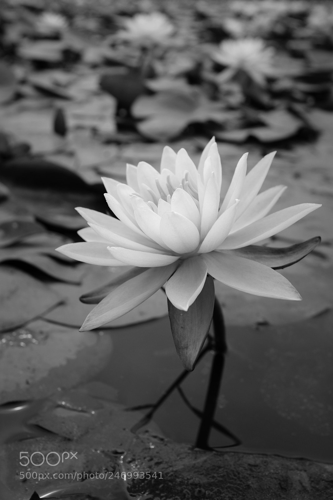 Fujifilm X100F sample photo. Untitled photography