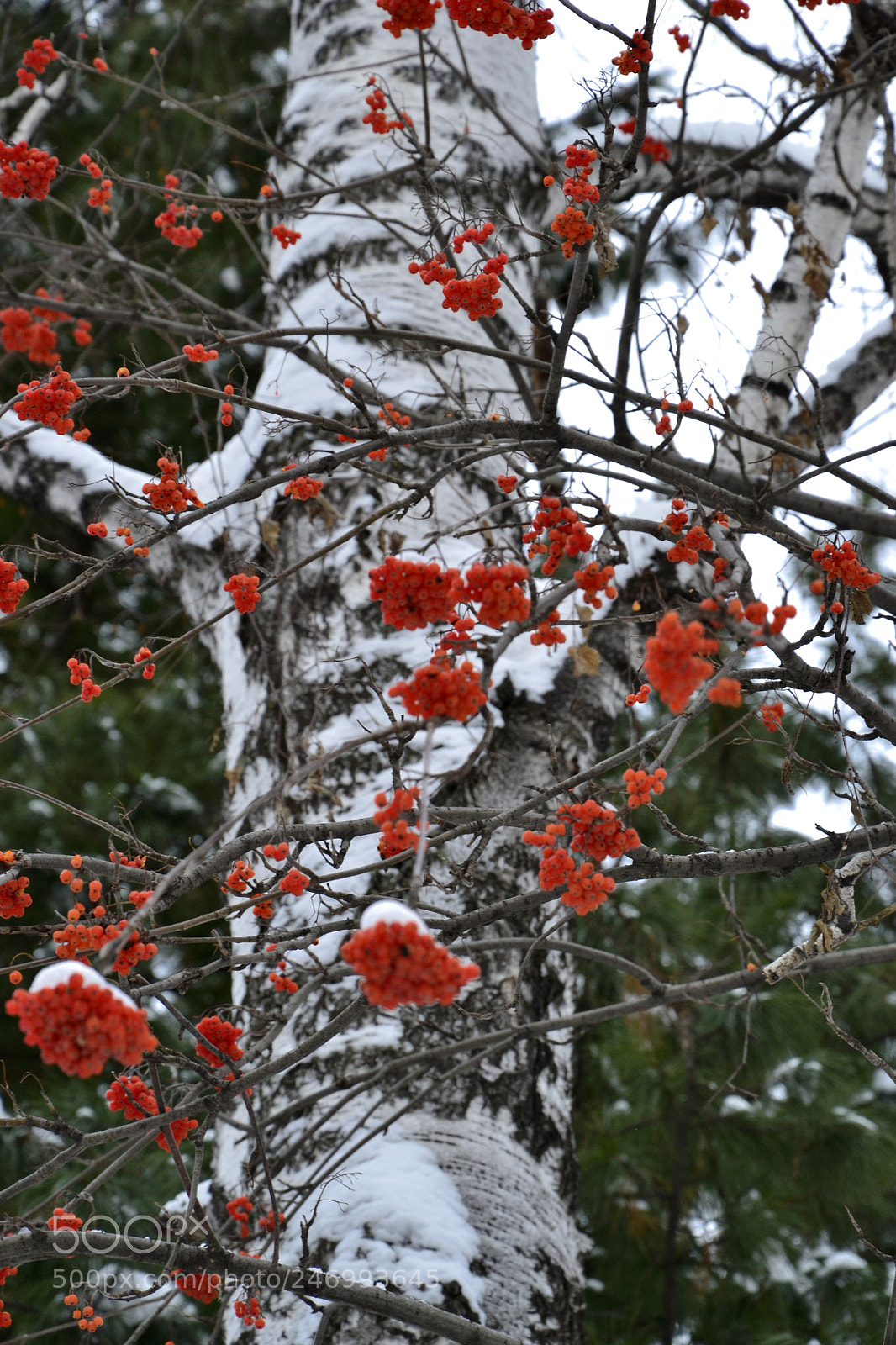 Nikon D3100 sample photo. Rowan in the winter photography
