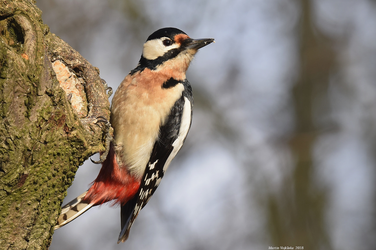 Nikon D5300 + Tamron SP 150-600mm F5-6.3 Di VC USD sample photo. Great spotted woodpecker photography