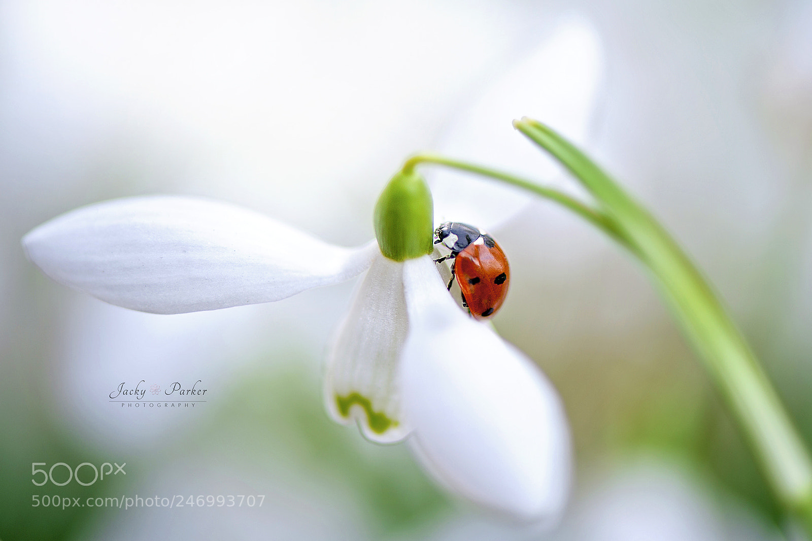 Nikon D700 sample photo. Snowdrop lady photography