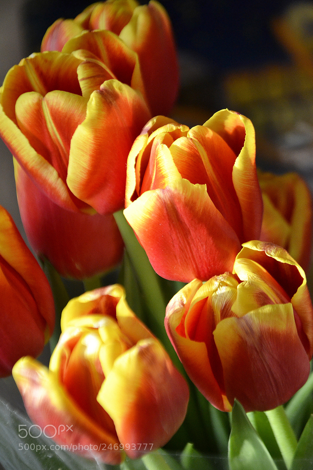 Nikon D3100 sample photo. Tulips photography