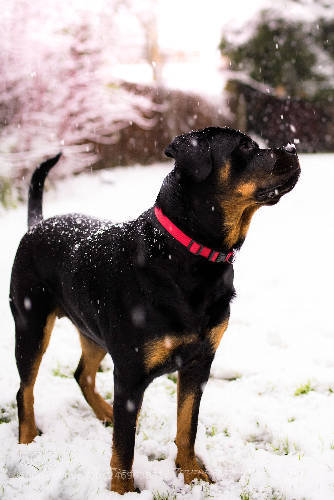 Nikon D810 sample photo. Snow exploration photography