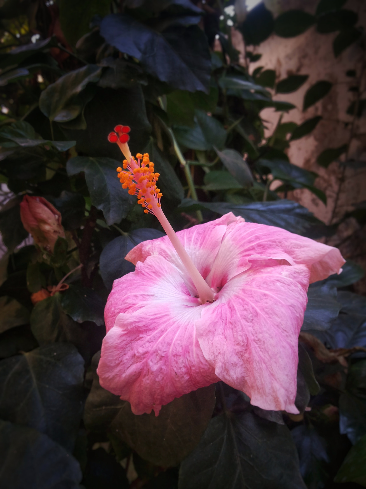 Samsung Galaxy Grand Duos sample photo. Beauty photography