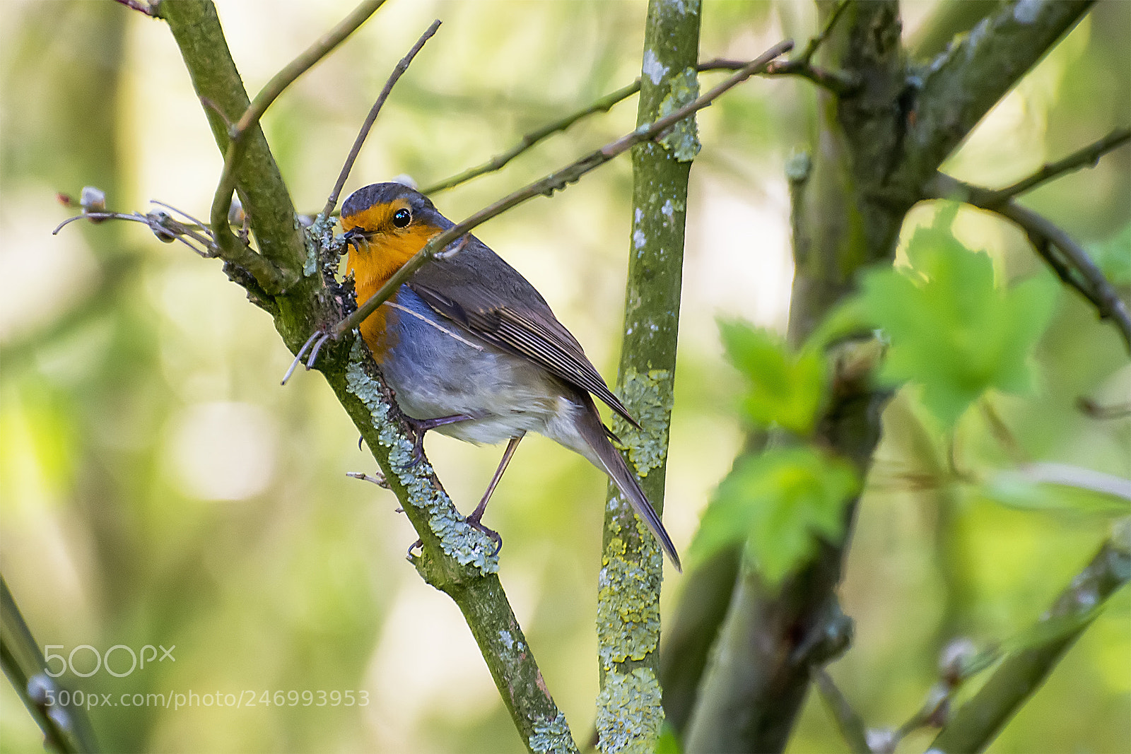 Nikon D5200 sample photo. Robin photography