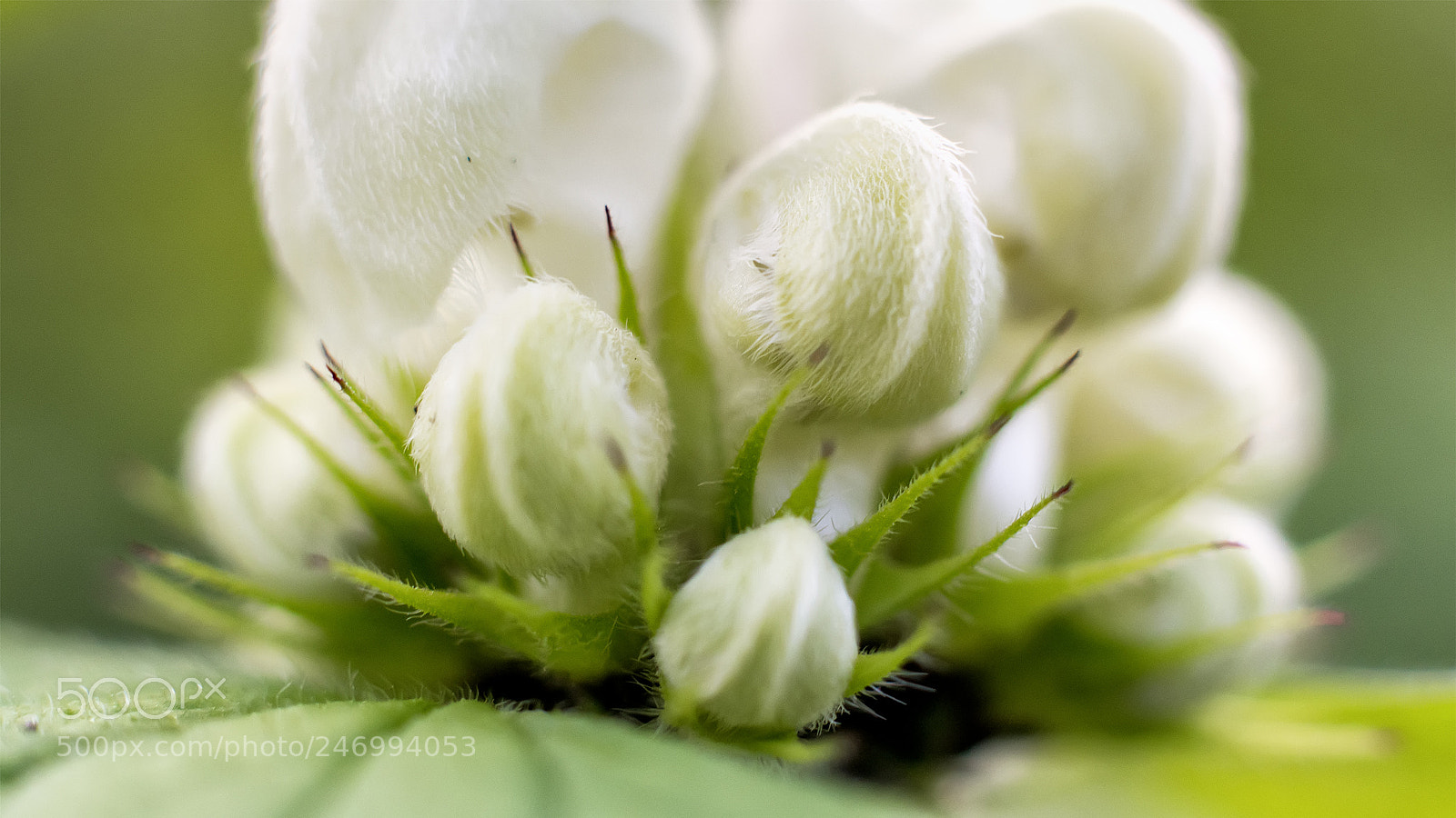 Nikon D5200 sample photo. Flower #76 photography