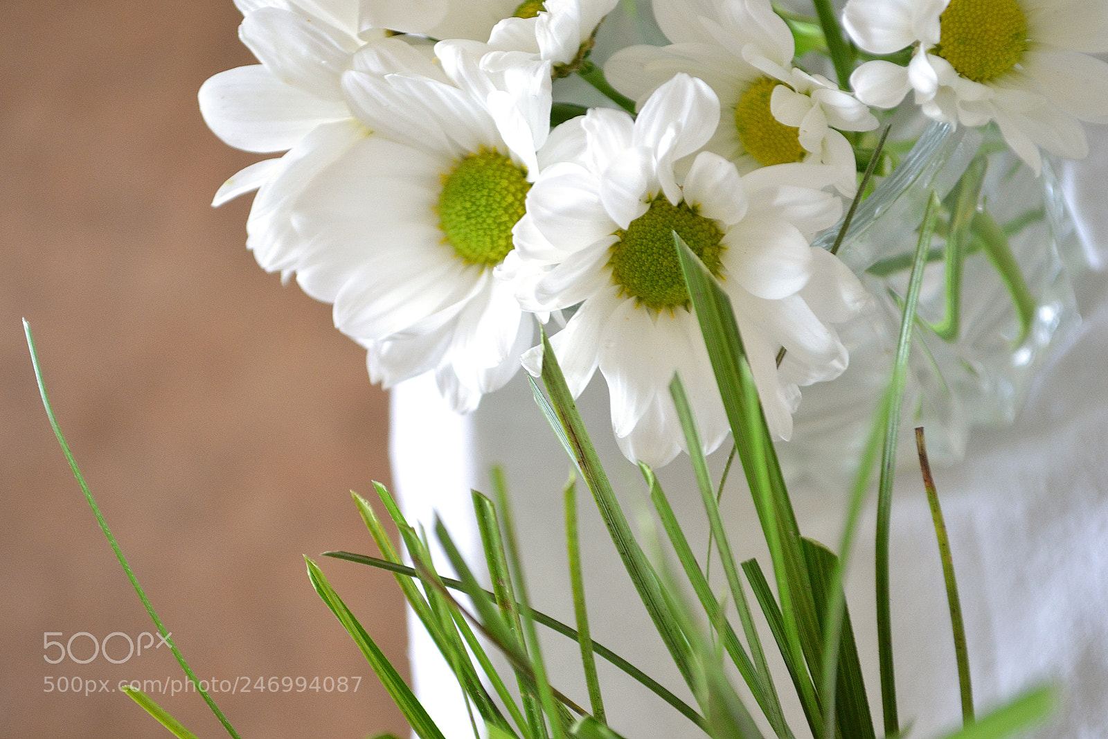 Nikon D3100 sample photo. Spring flowers photography