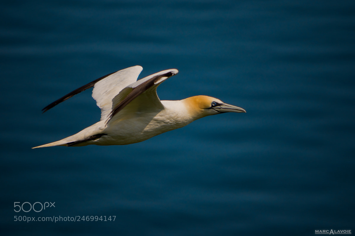 Pentax K-3 sample photo. Bonaventure gannet i photography