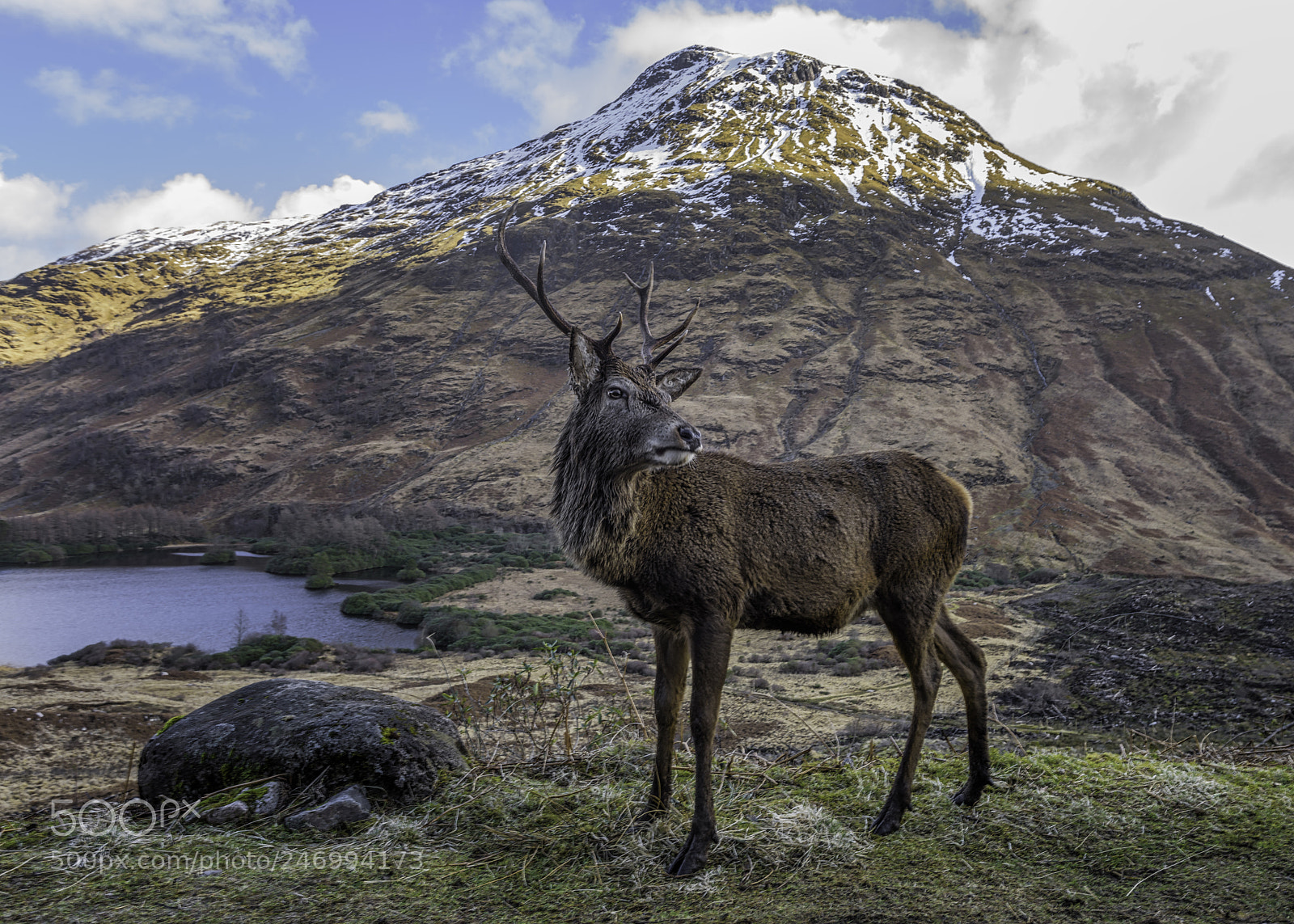 Nikon D810 sample photo. Monarch of the glen photography