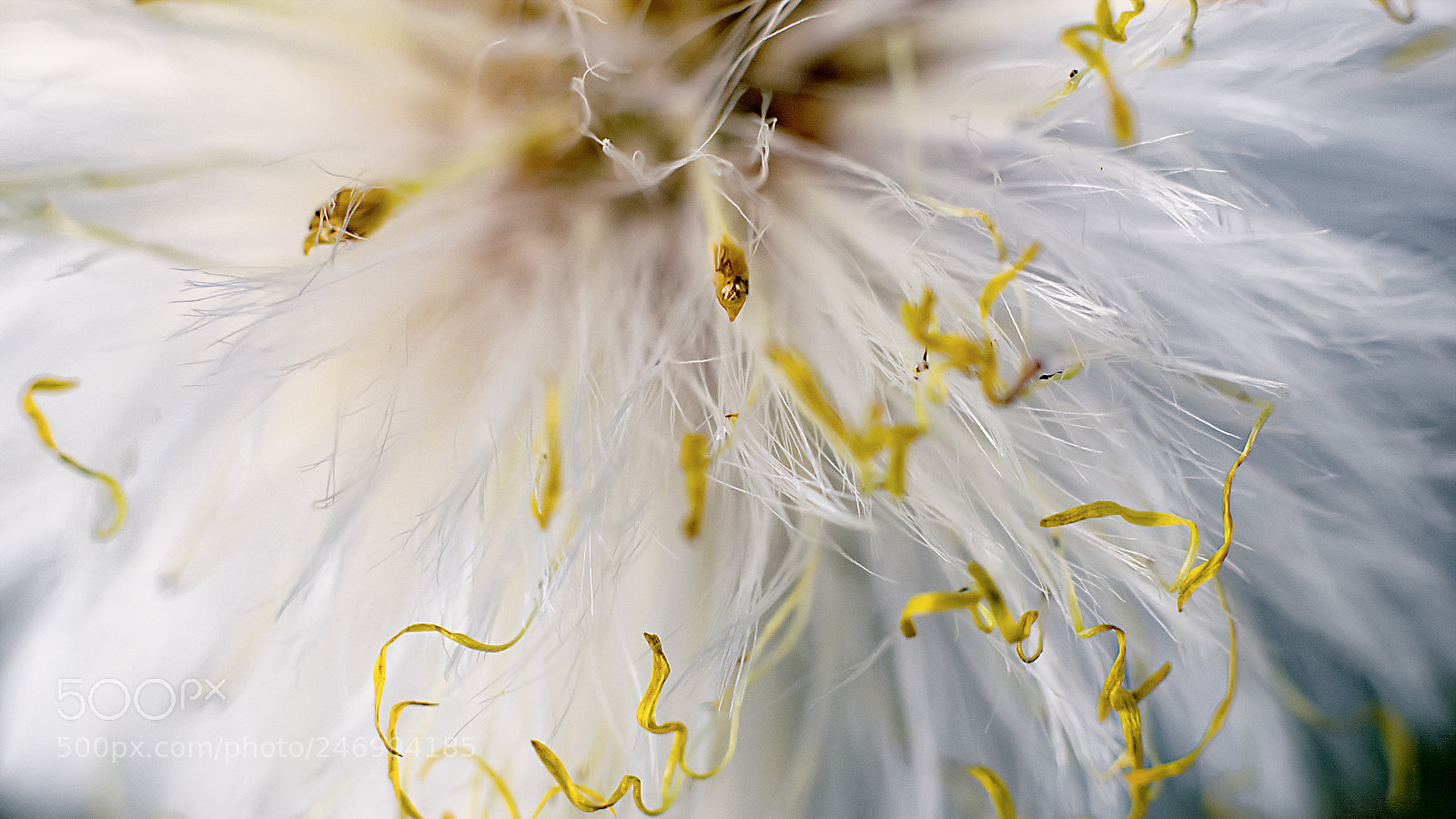 Nikon D5200 sample photo. Dandelion detail photography