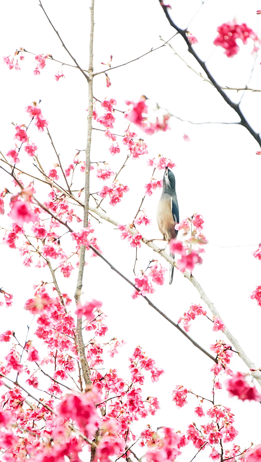Nikon D5100 sample photo. 花&鳥 photography