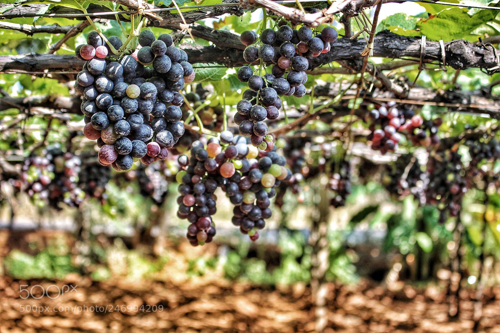 Canon EOS 700D (EOS Rebel T5i / EOS Kiss X7i) sample photo. Vineyard photography
