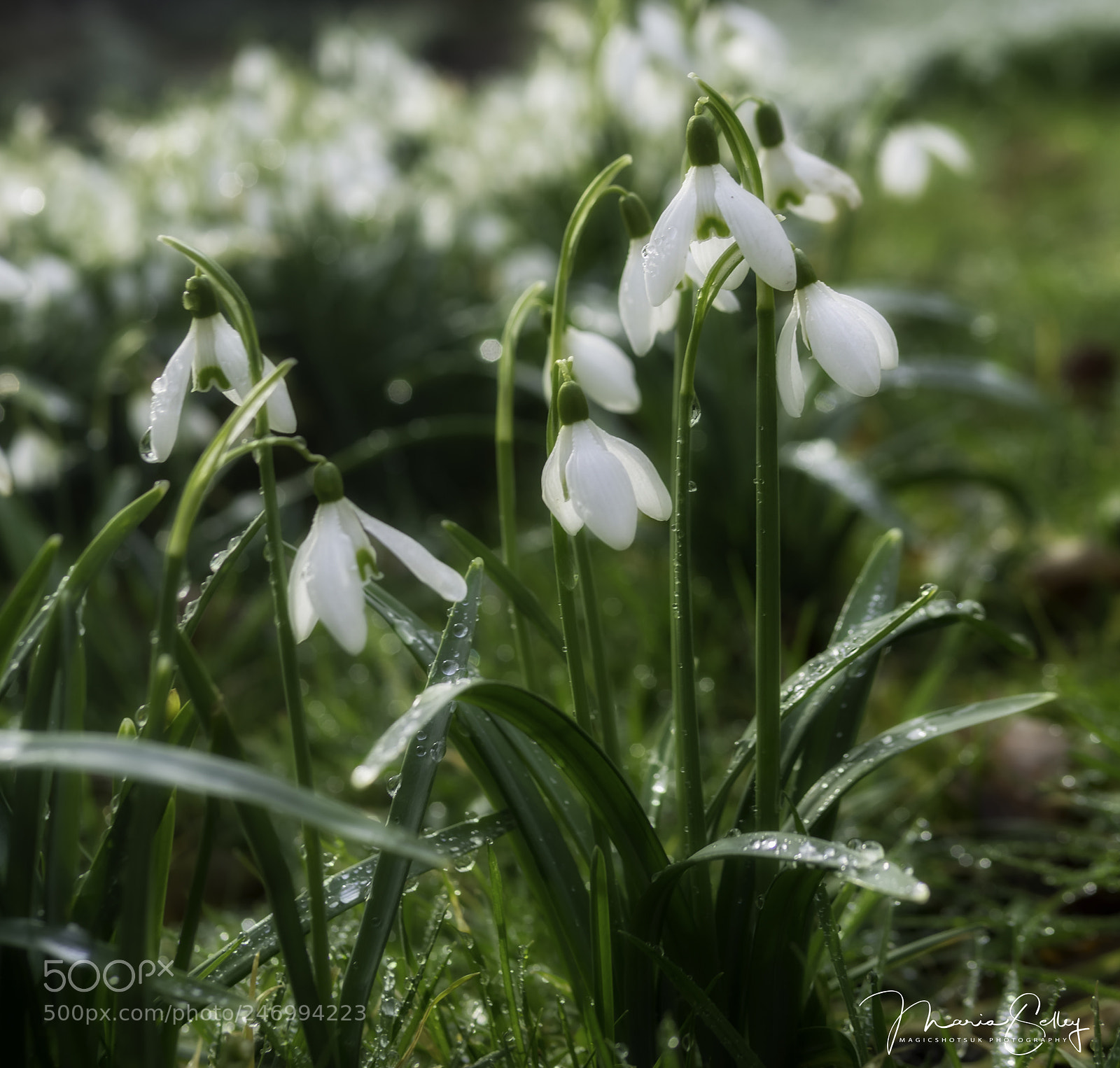 Olympus OM-D E-M1 Mark II sample photo. Pretty snowdrop photography