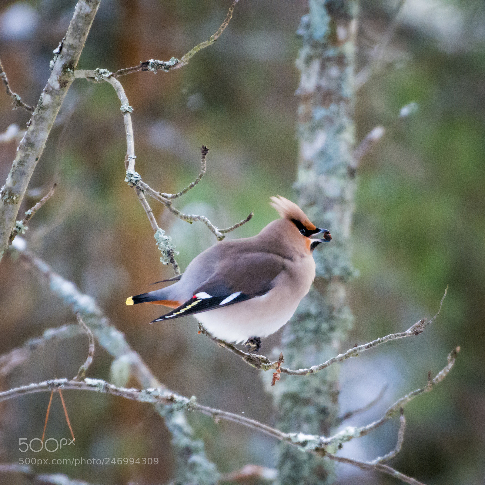 Nikon D7200 sample photo. Bohemian waxwing photography