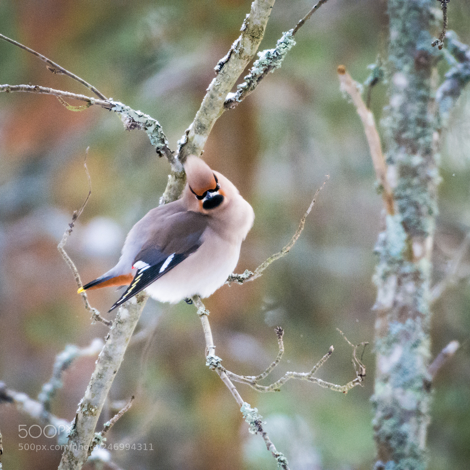 Nikon D7200 sample photo. Bohemian waxwing photography