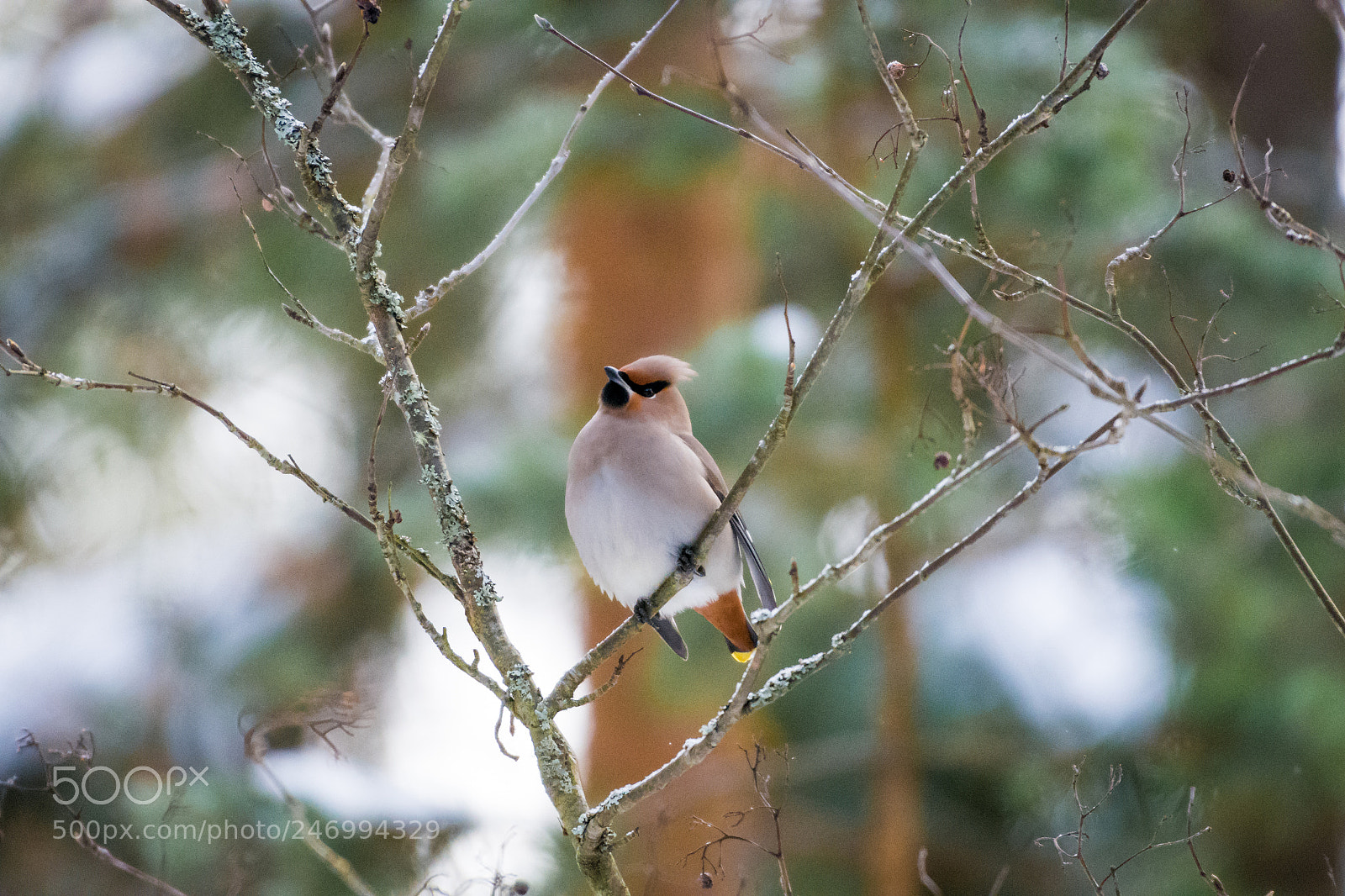 Nikon D7200 sample photo. Bohemian waxwing photography