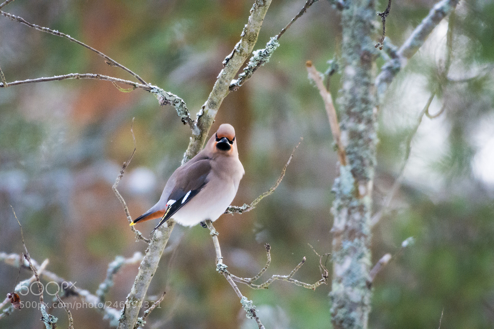 Nikon D7200 sample photo. Bohemian waxwing photography