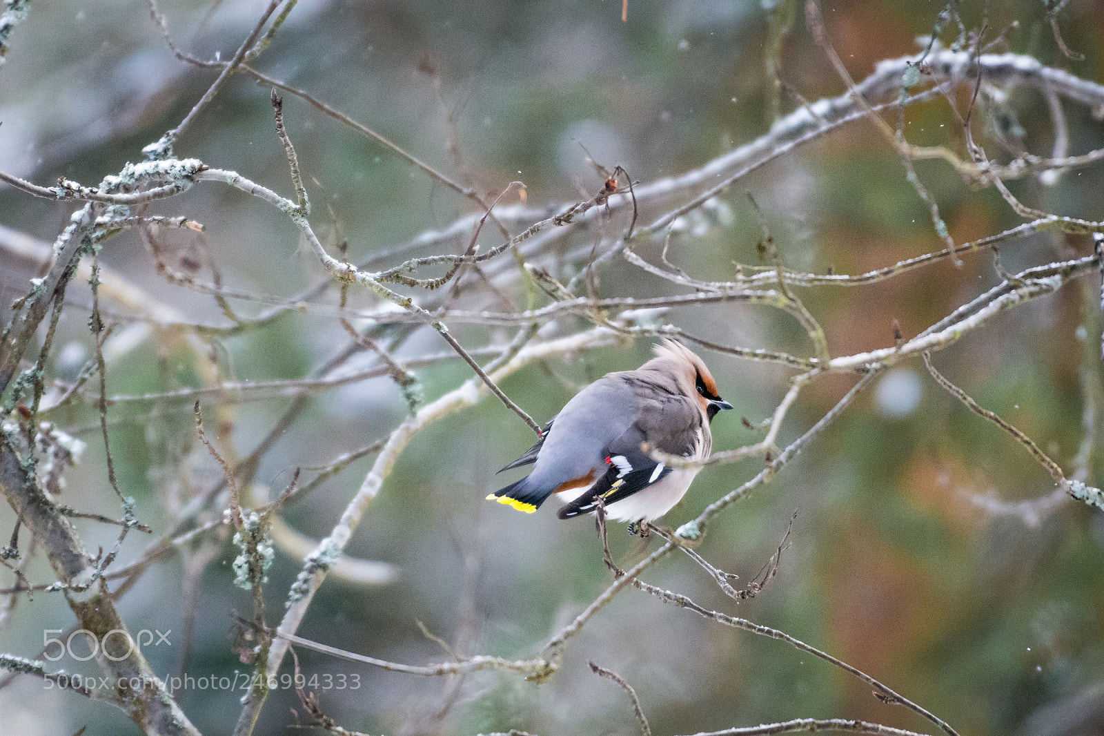 Nikon D7200 sample photo. Bohemian waxwing photography