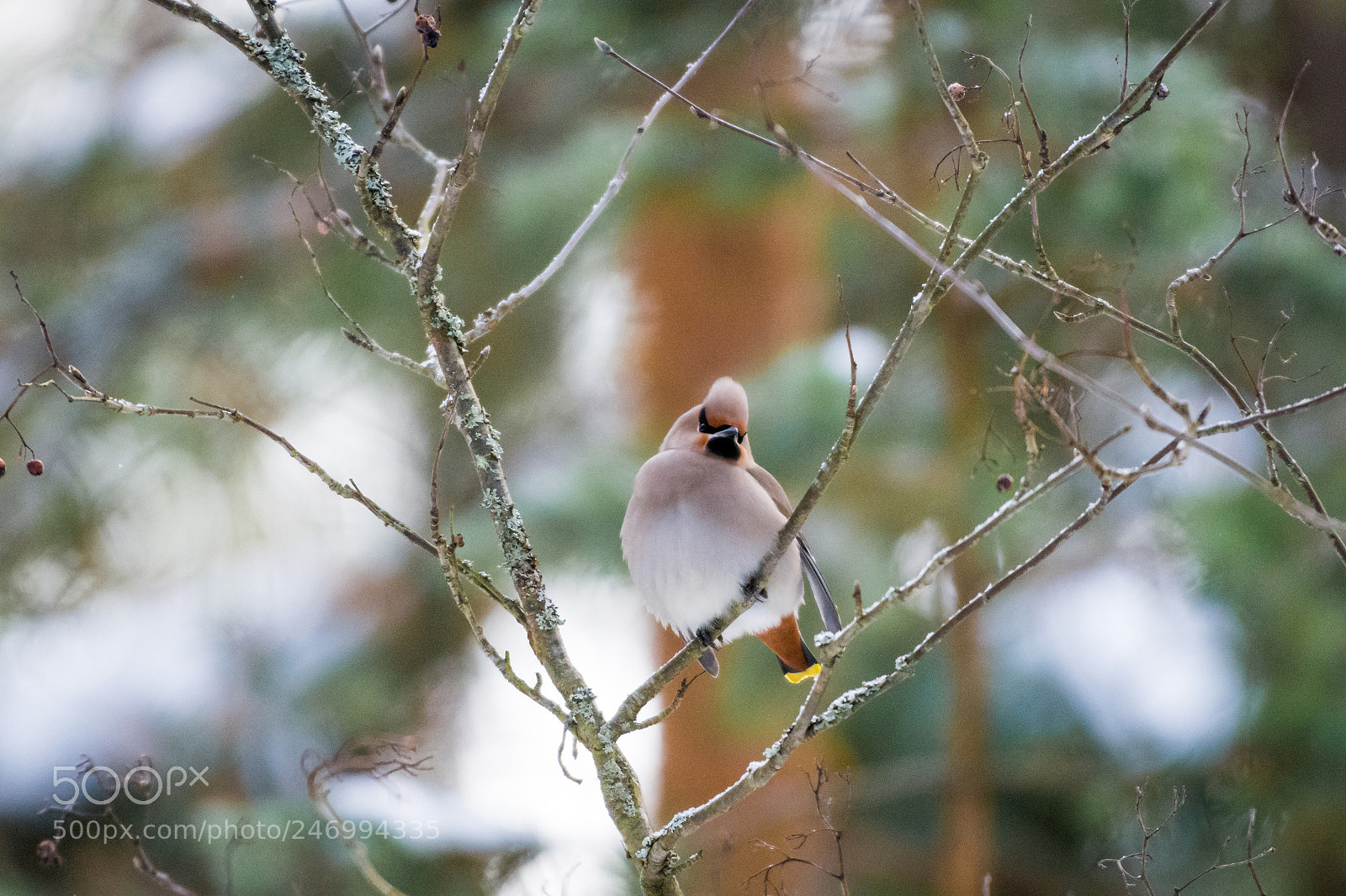 Nikon D7200 sample photo. Bohemian waxwing photography