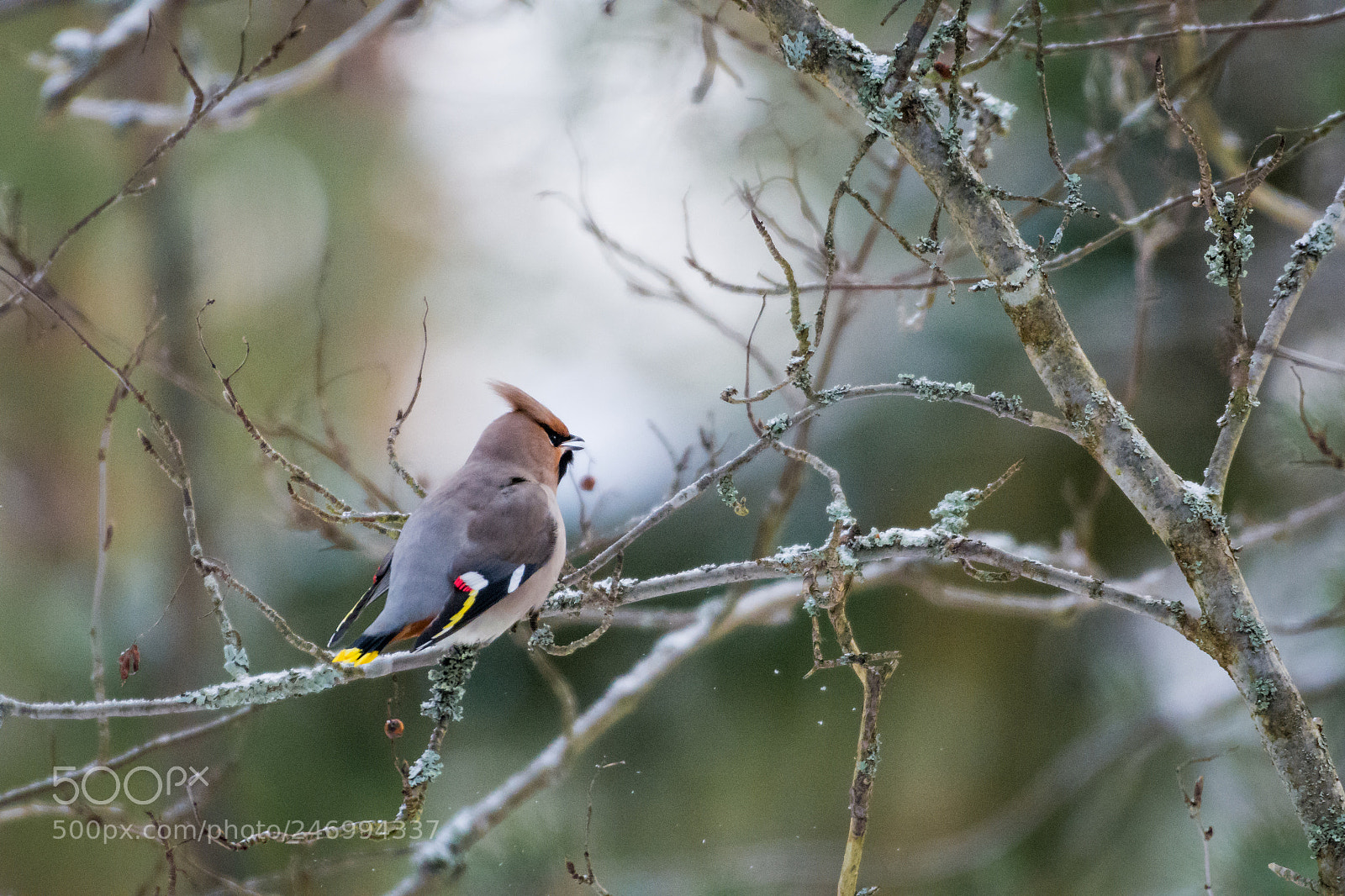 Nikon D7200 sample photo. Bohemian waxwing photography