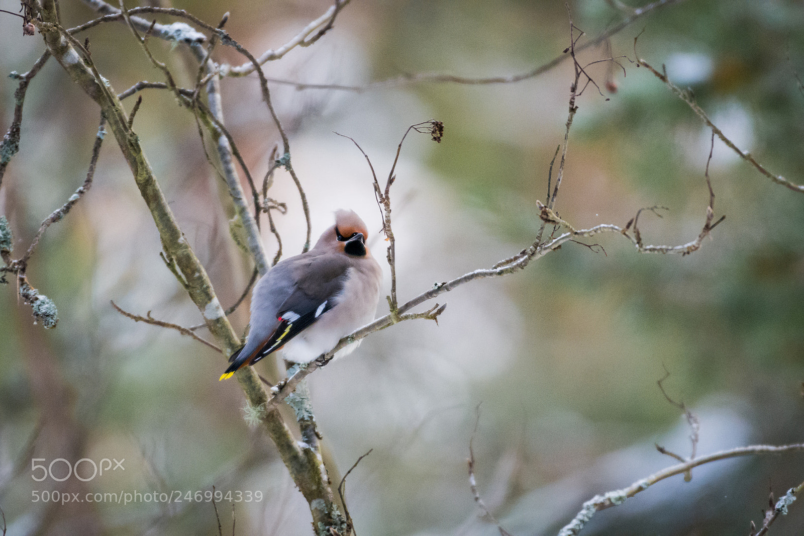 Nikon D7200 sample photo. Bohemian waxwing photography