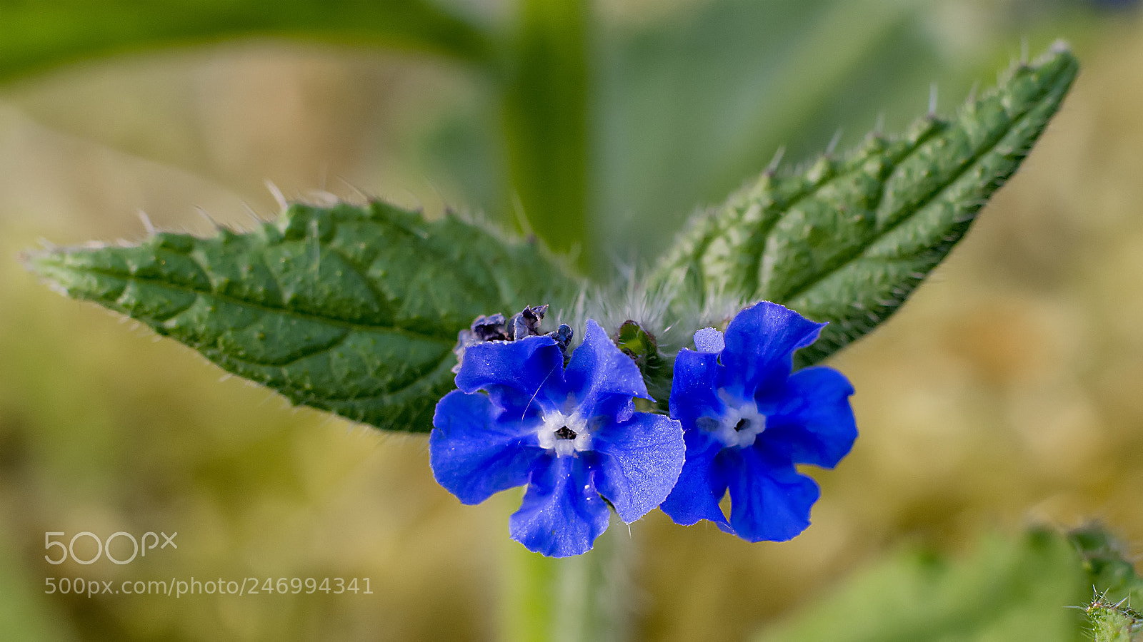 Nikon D5200 sample photo. Flower # 77 photography