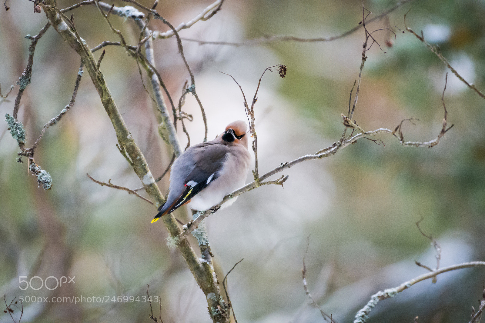 Nikon D7200 sample photo. Bohemian waxwing photography