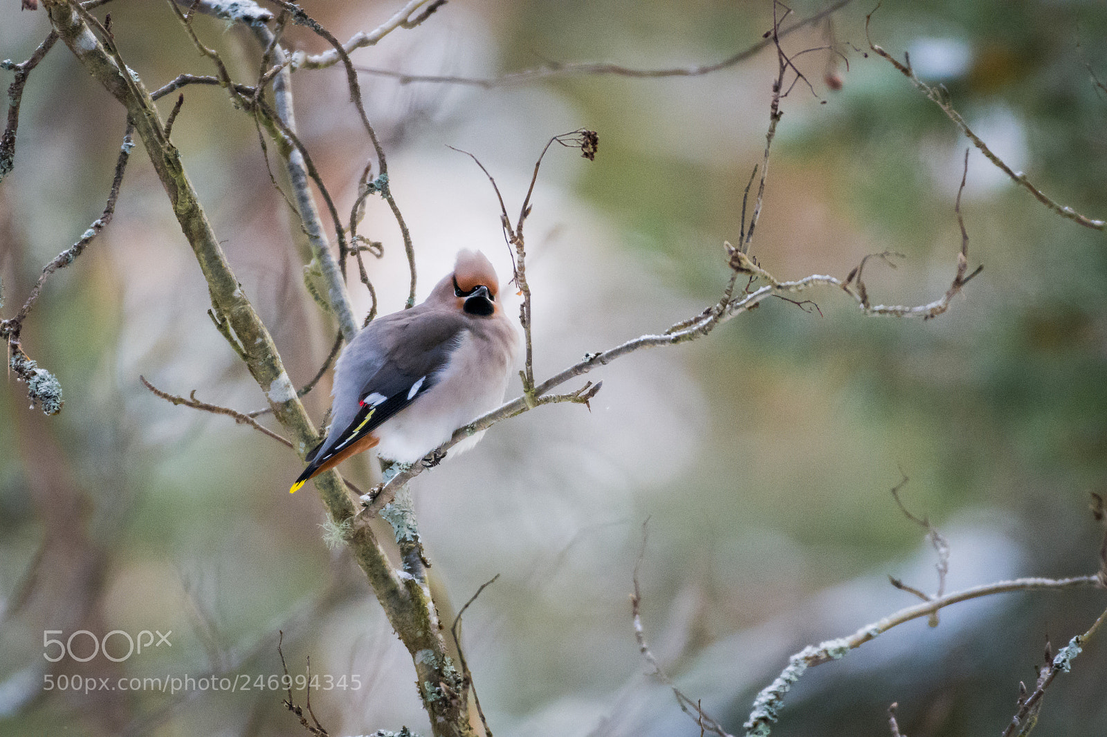 Nikon D7200 sample photo. Bohemian waxwing photography