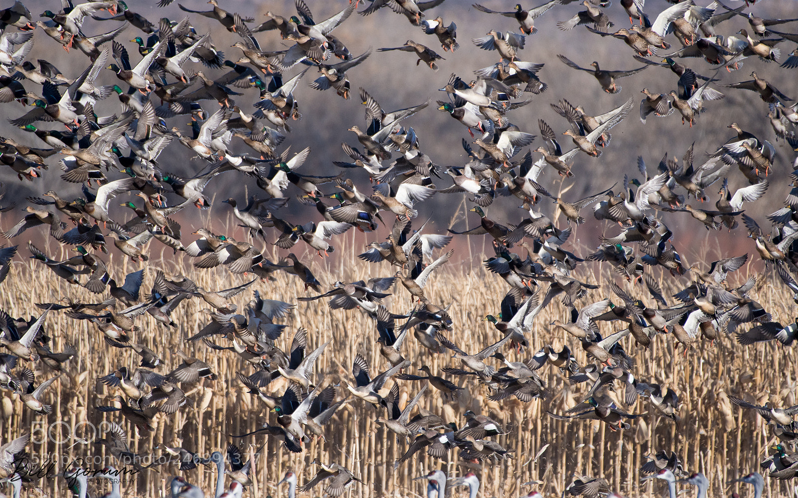 Nikon D500 sample photo. Mallards, pintails, and snow photography