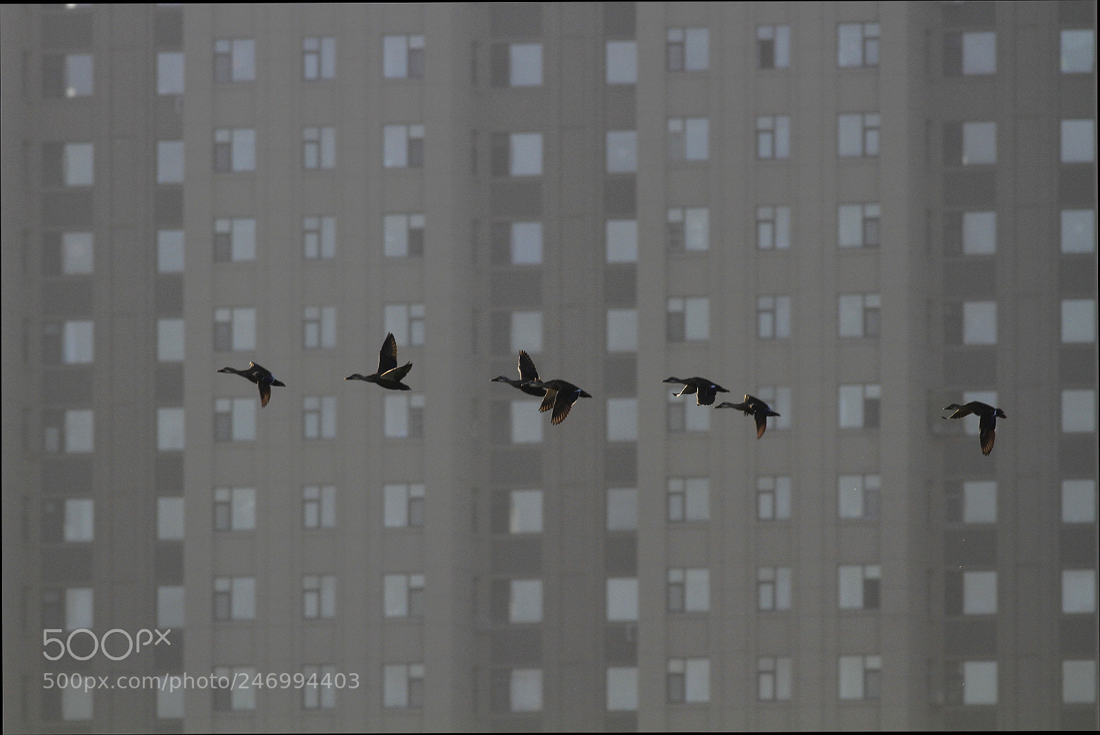 Canon EOS 7D sample photo. Common homeland共同的家园 photography