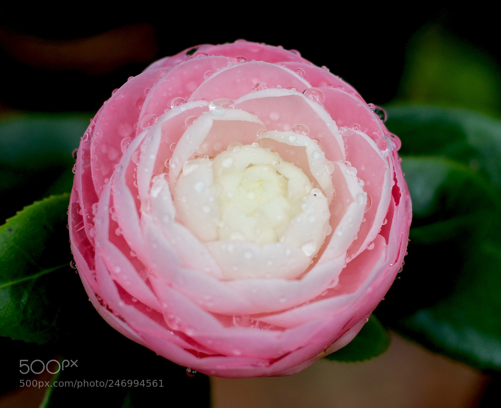 Canon EOS 100D (EOS Rebel SL1 / EOS Kiss X7) sample photo. Camellia budding photography