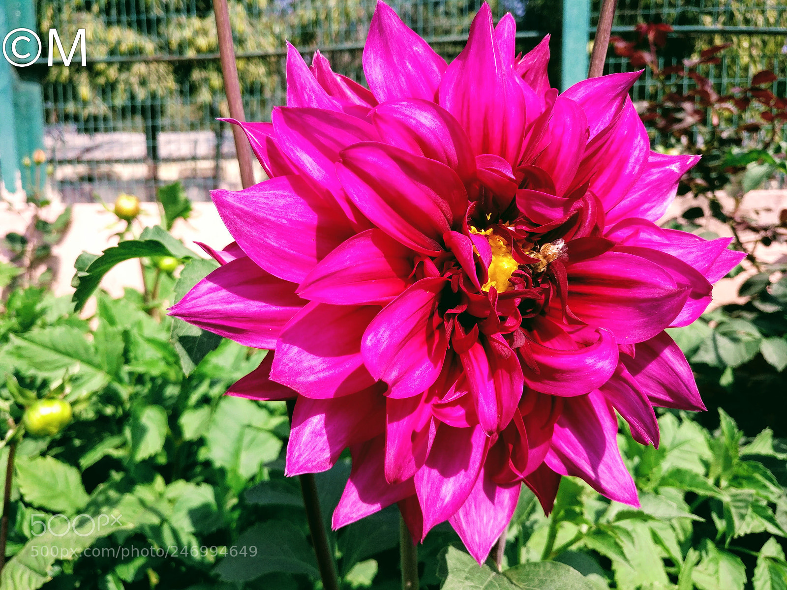 OnePlus A3003 sample photo. D. ? photography