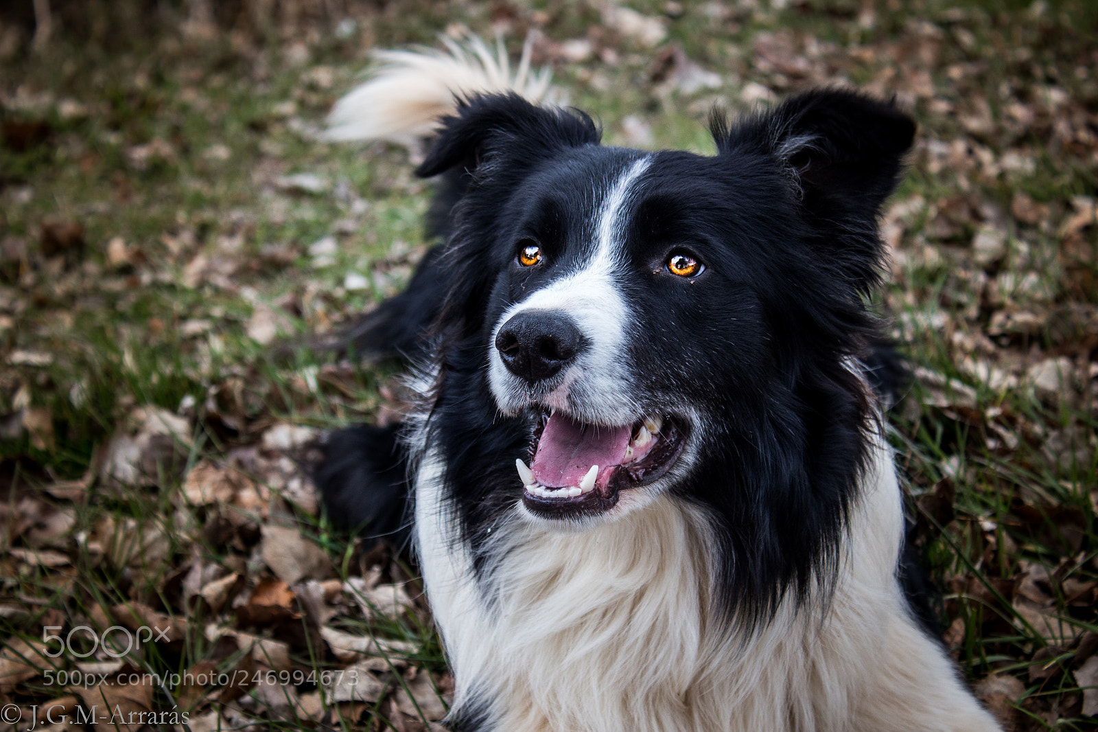Canon EOS 100D (EOS Rebel SL1 / EOS Kiss X7) sample photo. Border collie photography