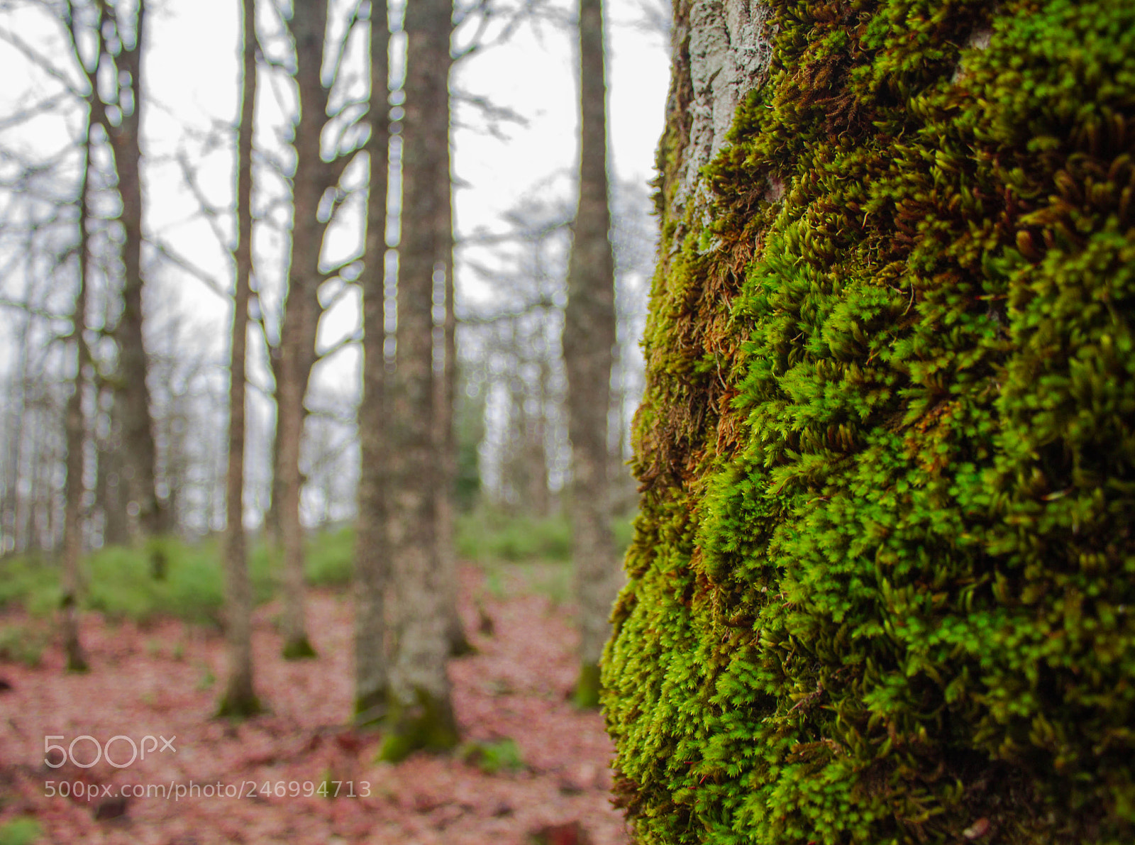 Canon EOS 1100D (EOS Rebel T3 / EOS Kiss X50) sample photo. Woods photography