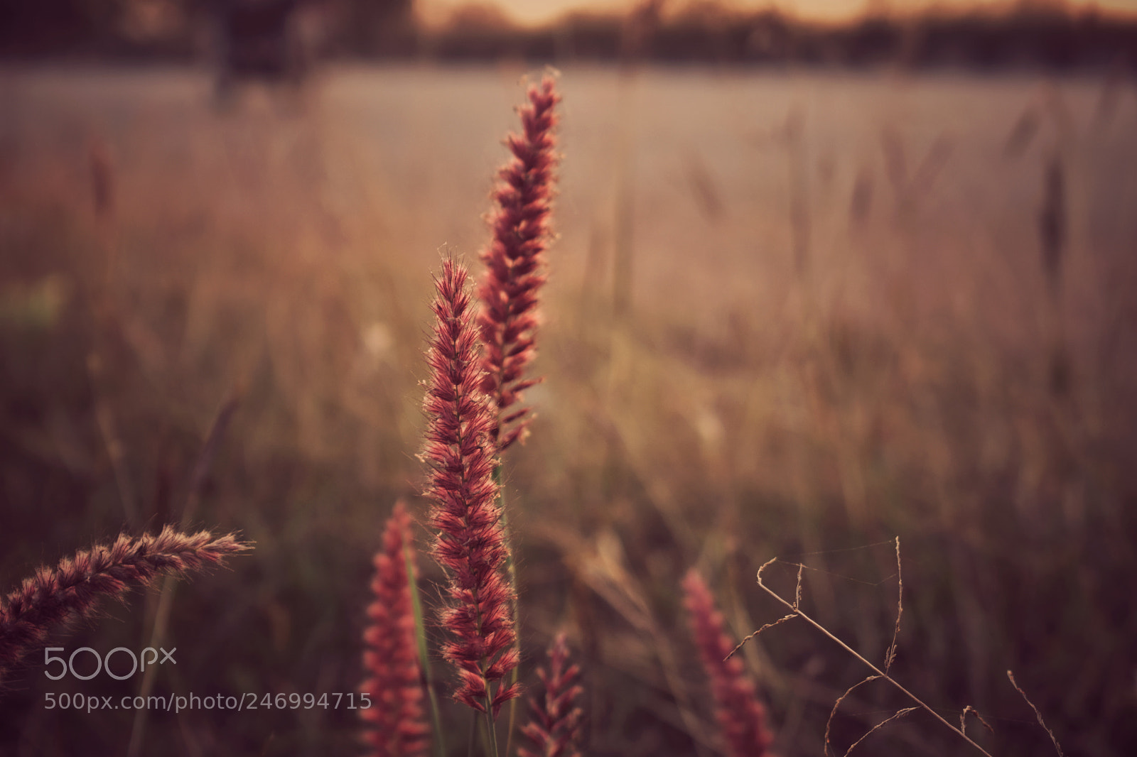 Nikon D3400 sample photo. Nature love photography