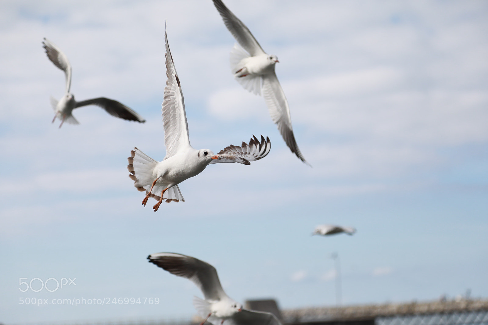 Canon EF 24-105mm F4L IS USM sample photo. Martılar photography