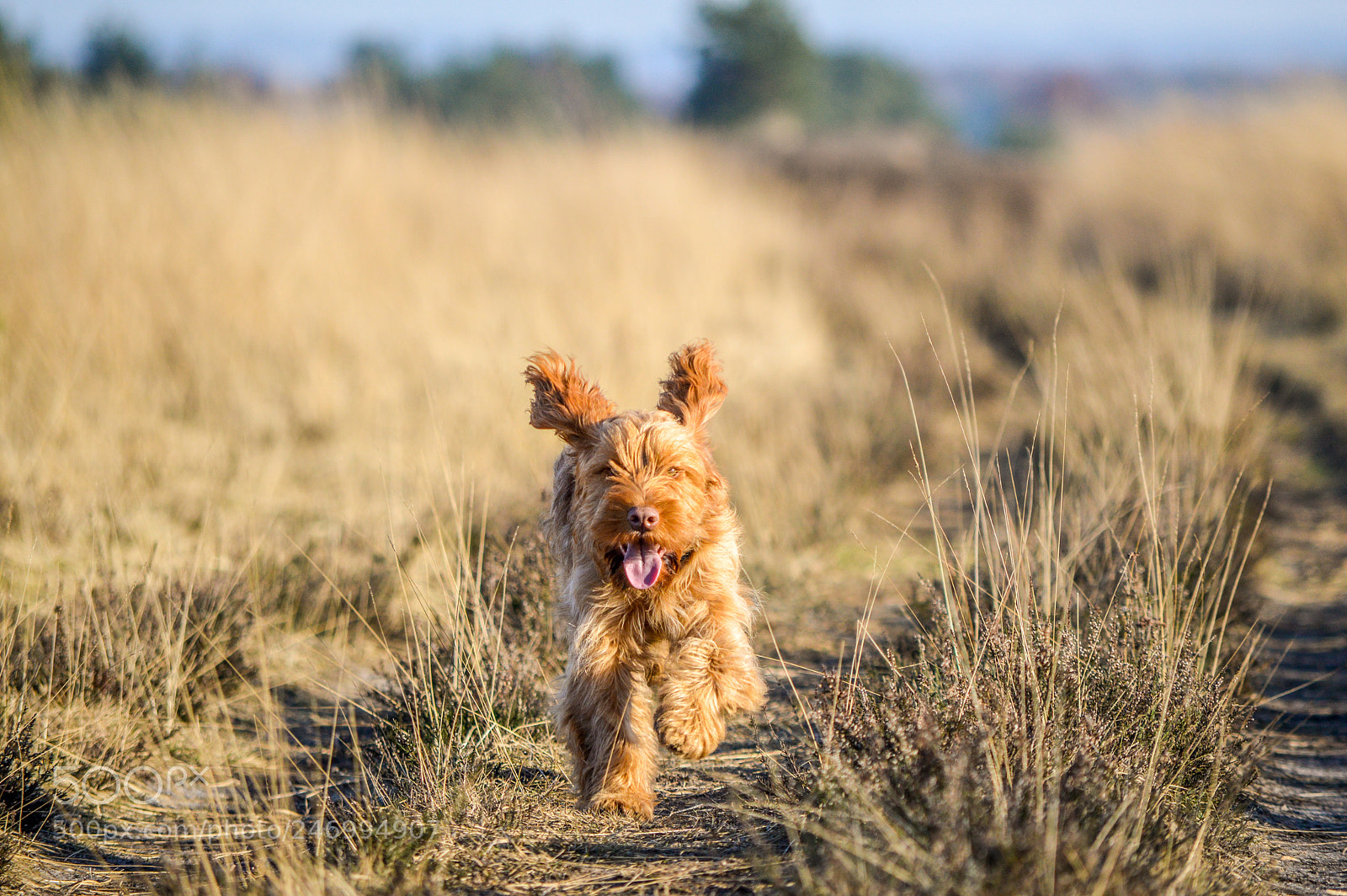 Nikon D3200 sample photo. The happy puppy photography