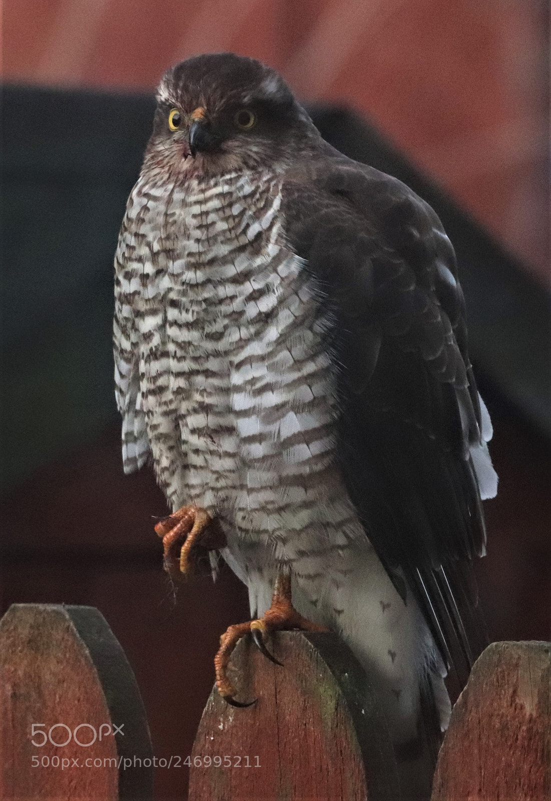 Canon EOS 800D (EOS Rebel T7i / EOS Kiss X9i) sample photo. Sparrowhawk photography