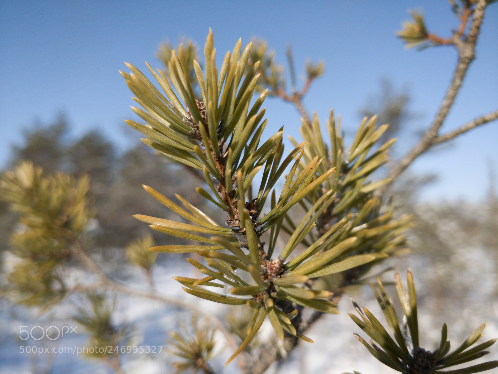 OnePlus 5T sample photo. Viru bog photography