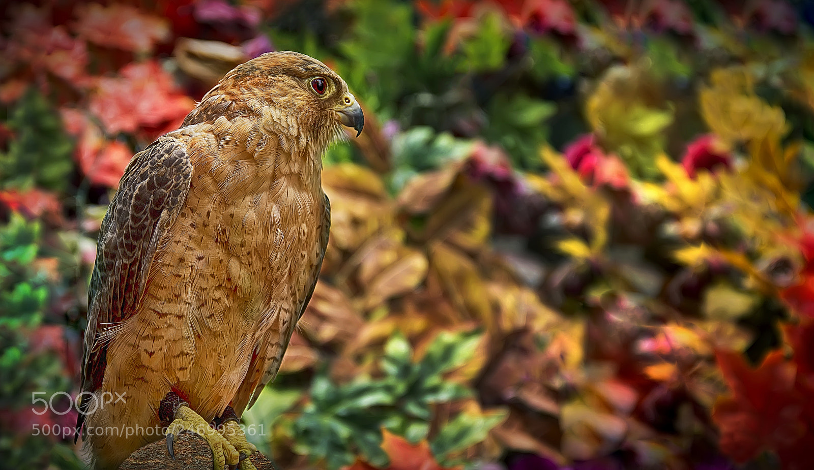 Canon EOS 60D sample photo. Colors of flight photography