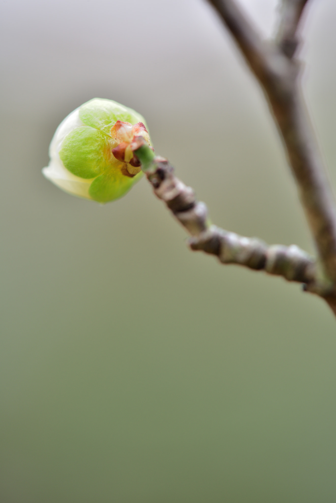 Nikon AF-S Micro-Nikkor 105mm F2.8G IF-ED VR sample photo. Spring green photography