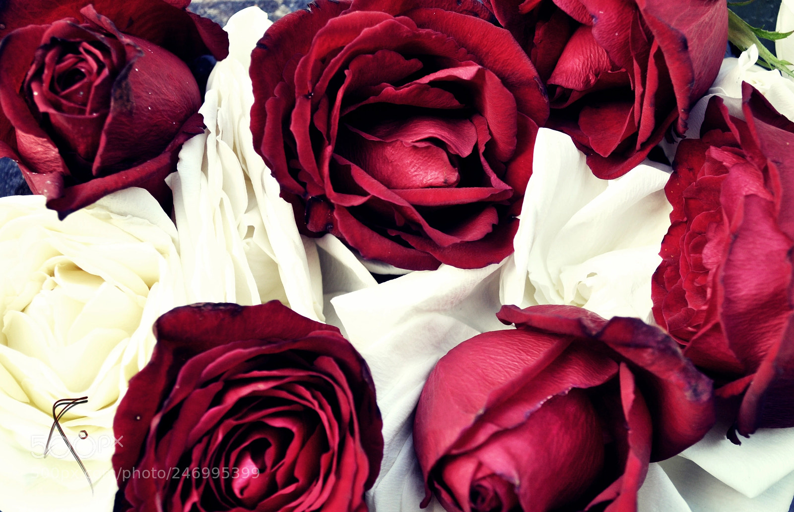 Nikon D5000 sample photo. First photography