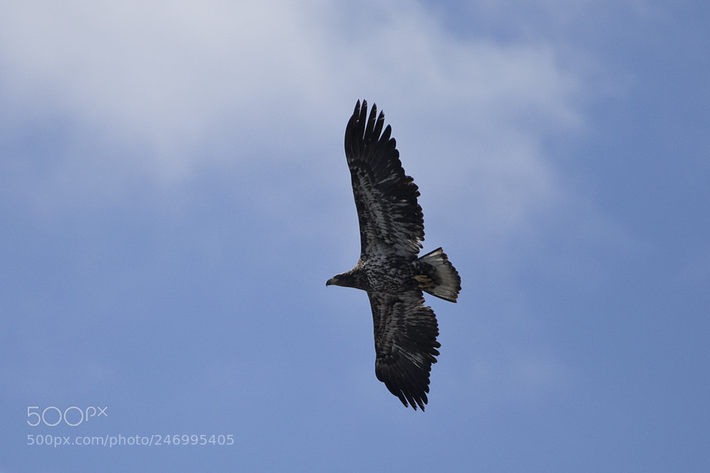 Canon EOS 7D Mark II sample photo. Immature bald eagle, hudson photography