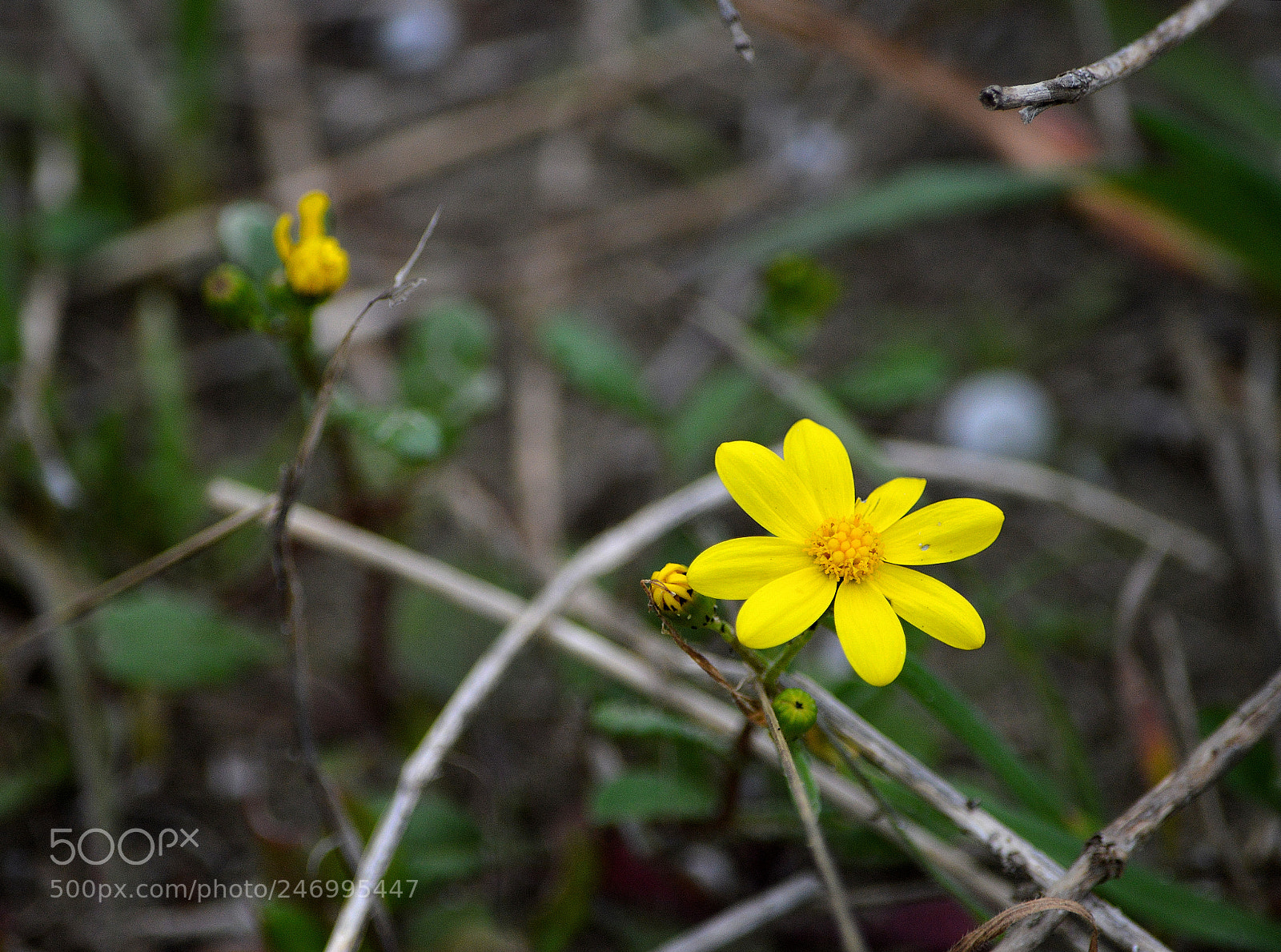 Nikon D3200 sample photo. Wildflower photography