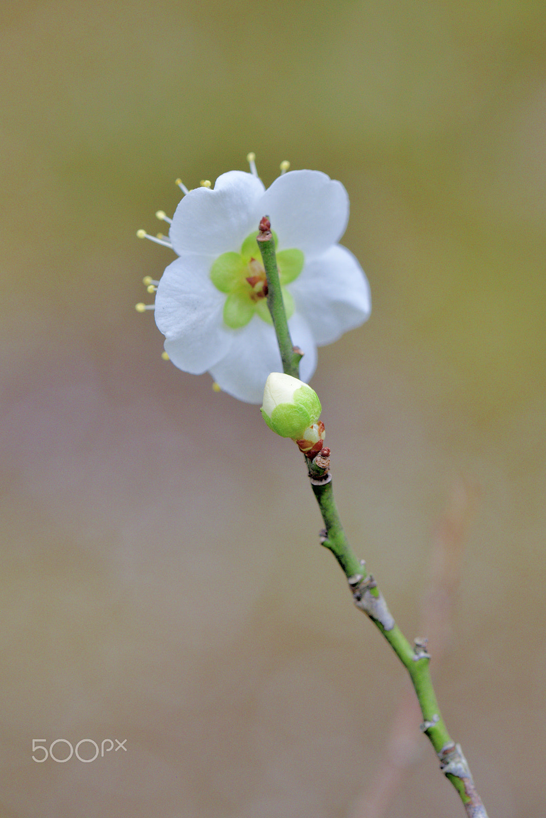 Nikon AF-S Micro-Nikkor 105mm F2.8G IF-ED VR sample photo. White plum photography