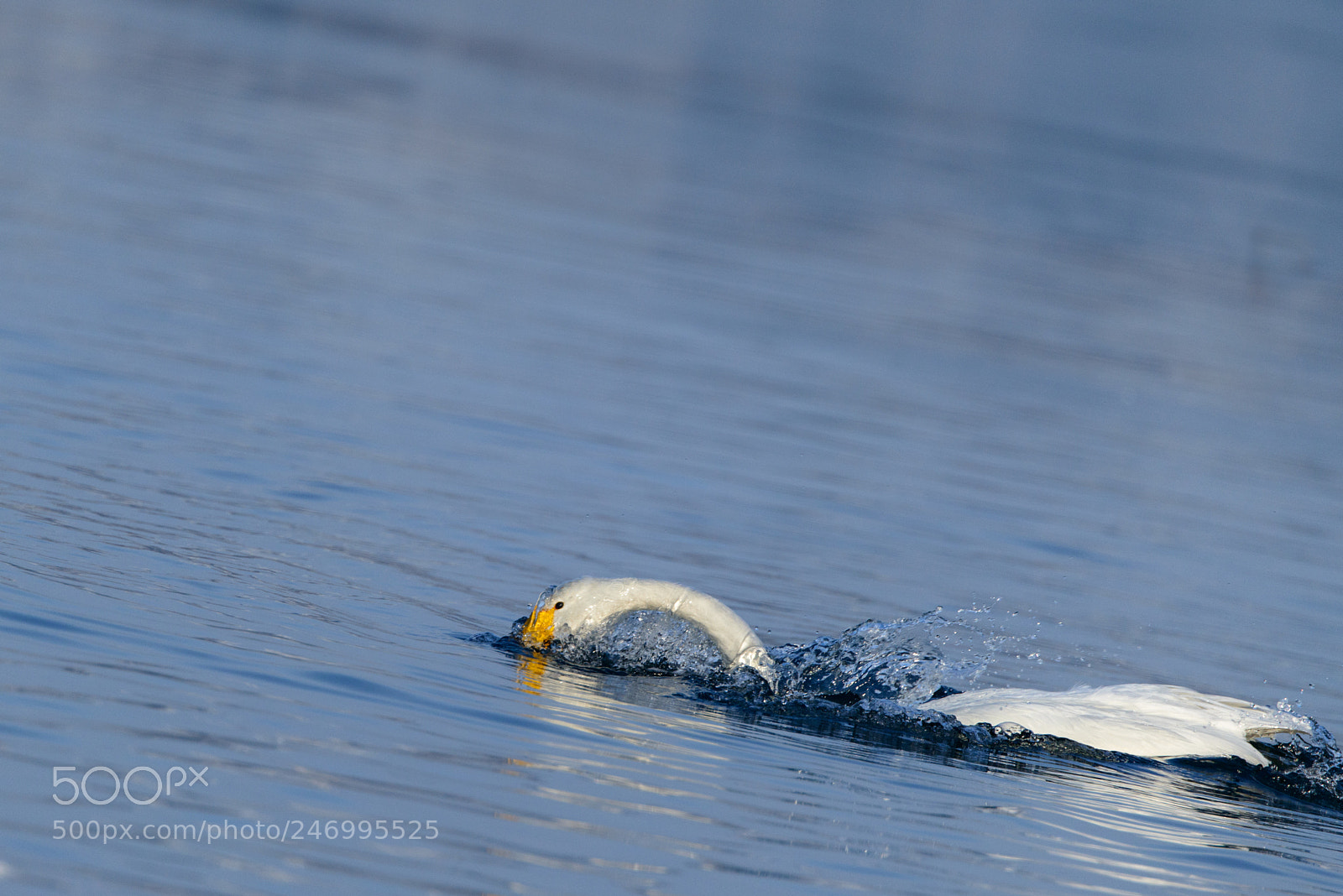 Nikon D800E sample photo. Bathing swan photography