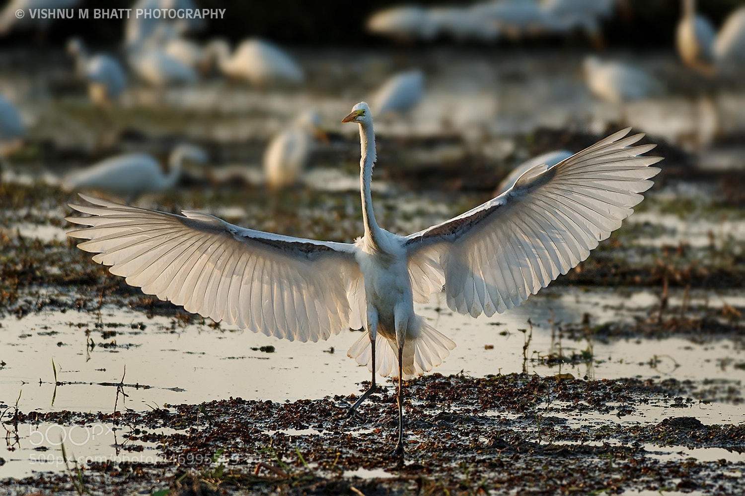 Nikon D3S sample photo. 'cattle egret' photography