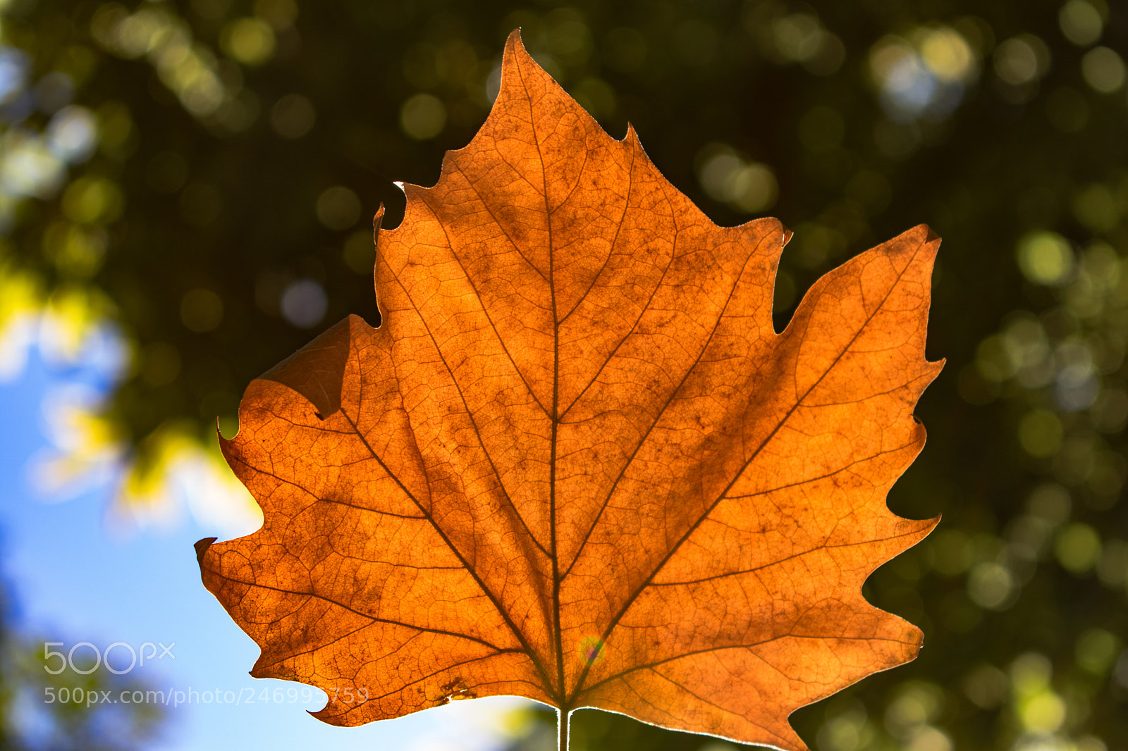 Nikon D3400 sample photo. Amber vascularity photography